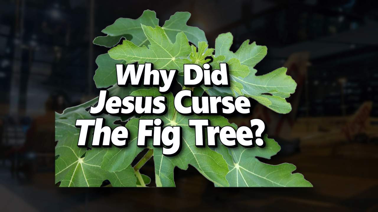 Why did Jesus curse the fig tree?