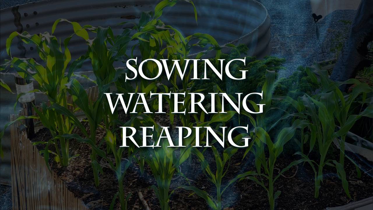 Sowing, Watering, Reaping